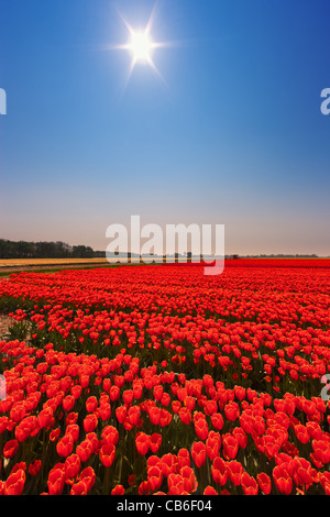 Dutch bulb and flowers fields during the spring in the Netherlands Stock Photo