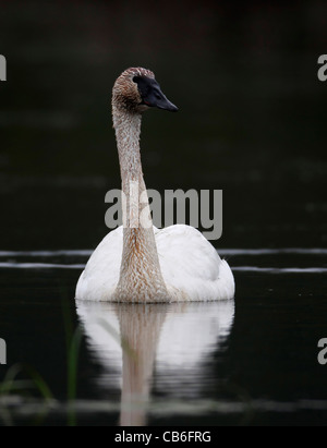 Trumpeter Swan Approaching Stock Photo