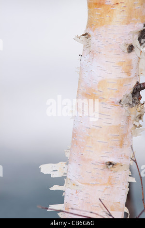 Birch bark Betula papyrifera Stock Photo