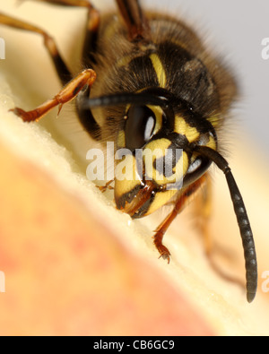 Wasp (Vespula vulgaris) on an apple drinking Stock Photo