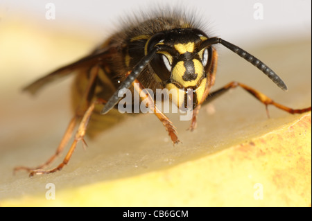 Wasp (Vespula vulgaris) on an apple Stock Photo
