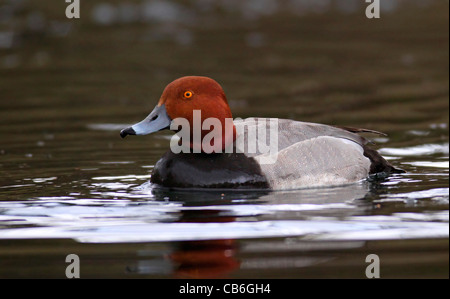 Redhead Duck, Aythya americana Stock Photo