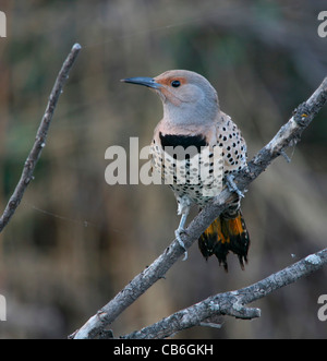 Northern Flicker on Branch Stock Photo