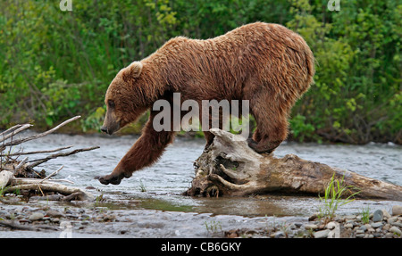 Grizzly Bear Ursus Arctos Stock Photo