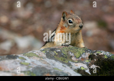 Golden Mantled Ground Squirrel Spermophilus lateralis Stock Photo