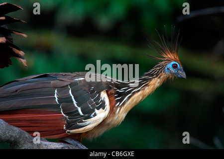 Hoatzin Opisthocomus hoazin Stock Photo