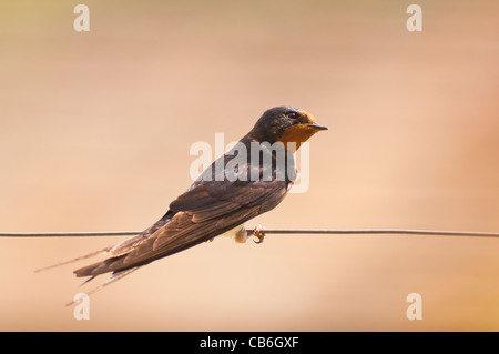 A Barn Swallow ( Hirundo rustica ) sitting on a wire in the Uk Stock Photo