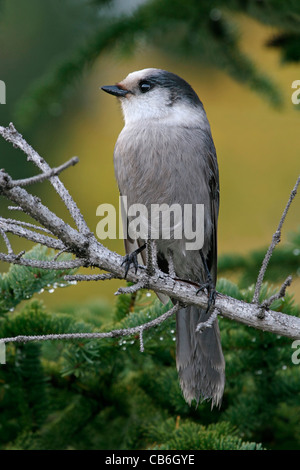 Gray Jay in Branches,  Perisoreus canadensis Stock Photo