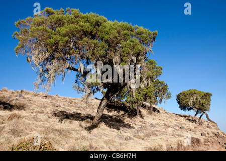 Dramatic landscape along the Northern Escarpment in the Simien Mountains National Park, Northern Ethiopia, Africa. Stock Photo