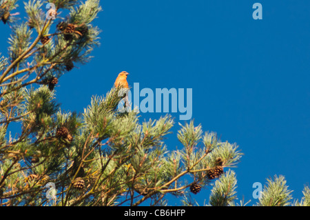 A male Common Crossbill ( Loxia curvirostra ) in its natural habitat on a pine tree in the Uk Stock Photo