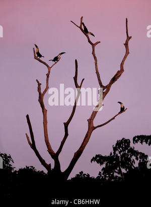 White Throated Toucans Ramphastos tucanus Peru Stock Photo