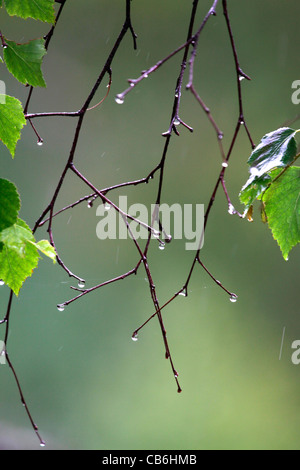 Rain Drops, Alaska Stock Photo