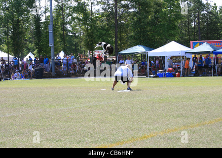 Frisbee Dog Jumping Over Man For Frisbee Stock Photo