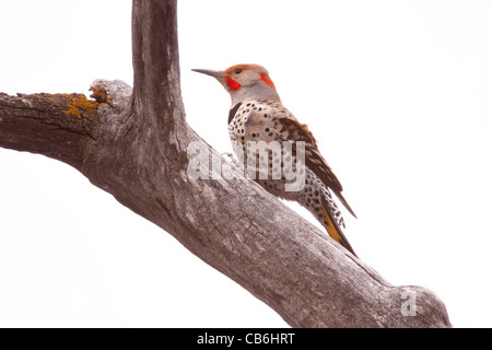 Northern Flicker, Alberta, Canada Stock Photo