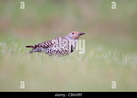 Northern Flicker, Alberta, Canada Stock Photo