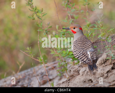 Northern Flicker, Alberta, Canada Stock Photo