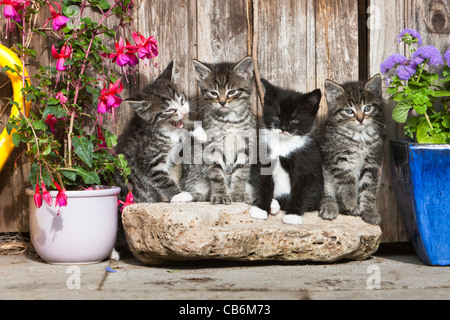 Kittens, four sitting in front of garden shed, Lower Saxony, Germany Stock Photo