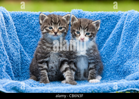 Kittens, two sitting together on blanket, Lower Saxony, Germany Stock Photo