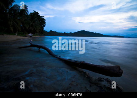 Washed up tree branch at sunset on beach in Puerto Viejo, Costa Rica Stock Photo