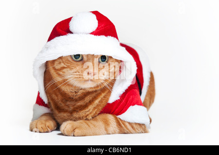 A fat orange Tabby cat lying down and wearing a Santa suit. Shot in the studio on a white backdrop. Stock Photo