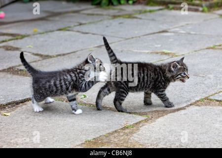 Kittens, two playing in garden, Lower Saxony, Germany Stock Photo
