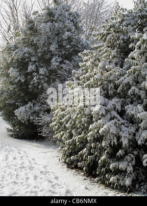 Snow on shrubs in winter along Gravel Walk in Bath Somerset England UK Stock Photo