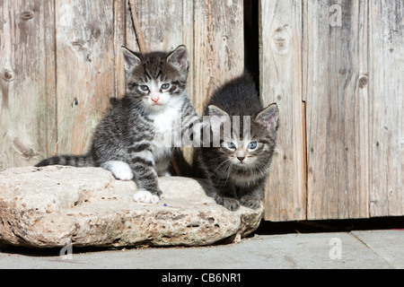 Kittens, two sitting alert in front of garden shed, Lower Saxony, Germany Stock Photo