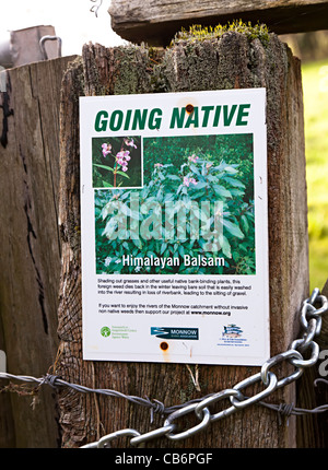 Warning poster about proliferation of Himalayan Balsam (Impatiens glandulifera) plants Monmouthshire UK Warning poster about proliferation of Himalayan Balsam (Impatiens glandulifera) plants Monmouthshire UK