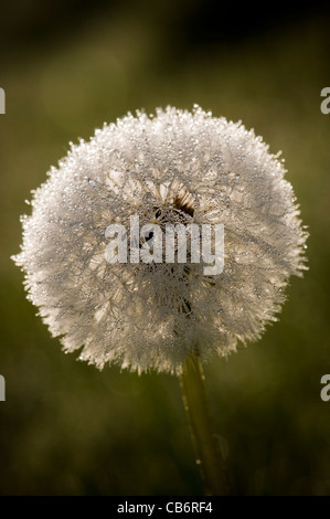 early morning dew on a dandelion clock Stock Photo