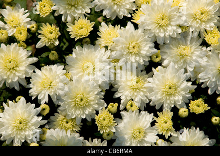 Bunch of white and yellow chrysanthemums in a garden Stock Photo