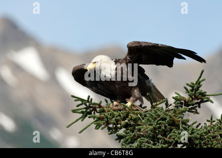 Stock photo of a bald eagle sitting on top of a conifer tree. Stock Photo