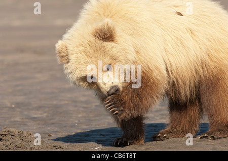 Stock photo of an Alaskan brown bear cub licking his paw while clamming. Stock Photo