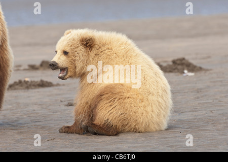 Stock photo of a blonde phase Alaskan brown bear cub sitting on the beach. Stock Photo