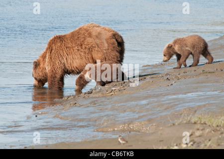 Stock photo of an Alaskan brown bear sow and cubs drinking from a creek. Stock Photo