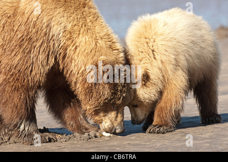 Stock photo of an Alaskan brown bear sow and cub clamming on the beach. Stock Photo