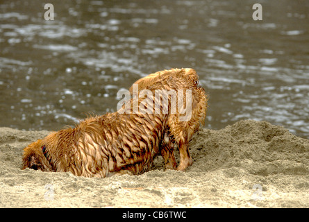 Golden retriever digging in sand Stock Photo