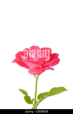 pink flower isolated on white background Stock Photo