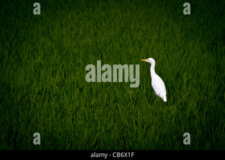 hampi heron green copyspace field rice white alone Stock Photo