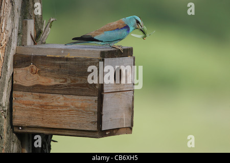 European Roller  with a prey sitting on a nesting box, Coracias garrulus, Bulgaria Stock Photo