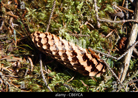 Pine cone on forest floor Stock Photo