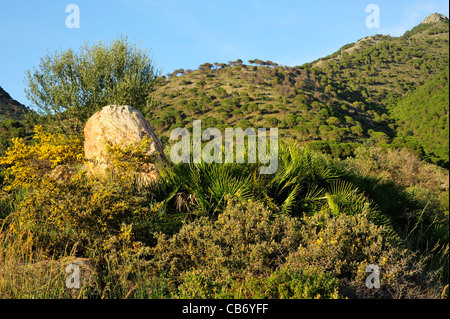 Typical Maquis shrubland. Sierra de Mijas, Malaga, Andalucia, Spain. Stock Photo