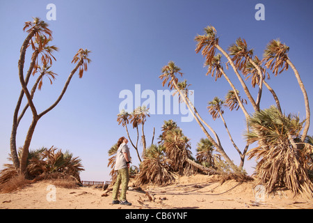 Hyphaene thebaica, with common names doum palm and gingerbread tree, Stock Photo