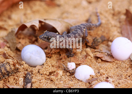 Gecko hatches from its egg Stock Photo