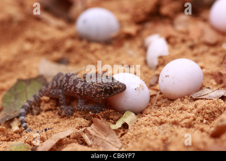 Gecko hatches from its egg Stock Photo