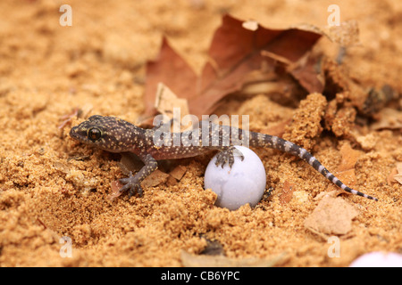 Gecko hatches from its egg Stock Photo