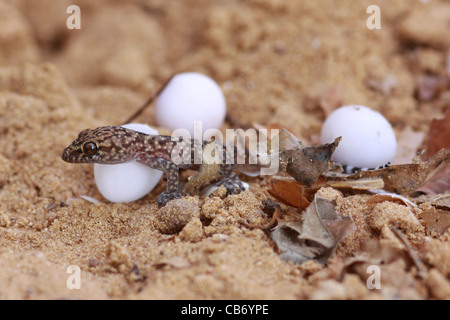 Gecko hatches from its egg Stock Photo