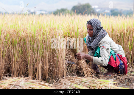 Indian woman cutting rice in the middle of a ripe paddy field with a sickle. Andhra Pradesh, India Stock Photo