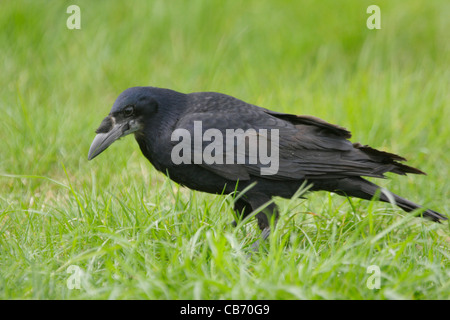 Rook Corvus frugilegus Scotland Stock Photo