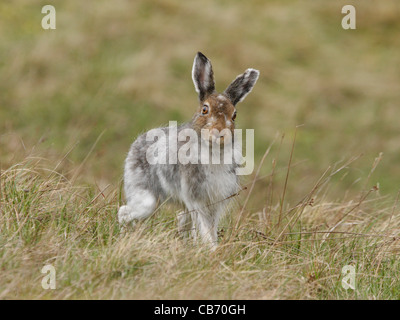 Mountain hare Lepus timidus Scotland Stock Photo