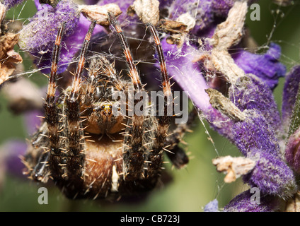 European garden orb spider (Araneus diadematus) Stock Photo